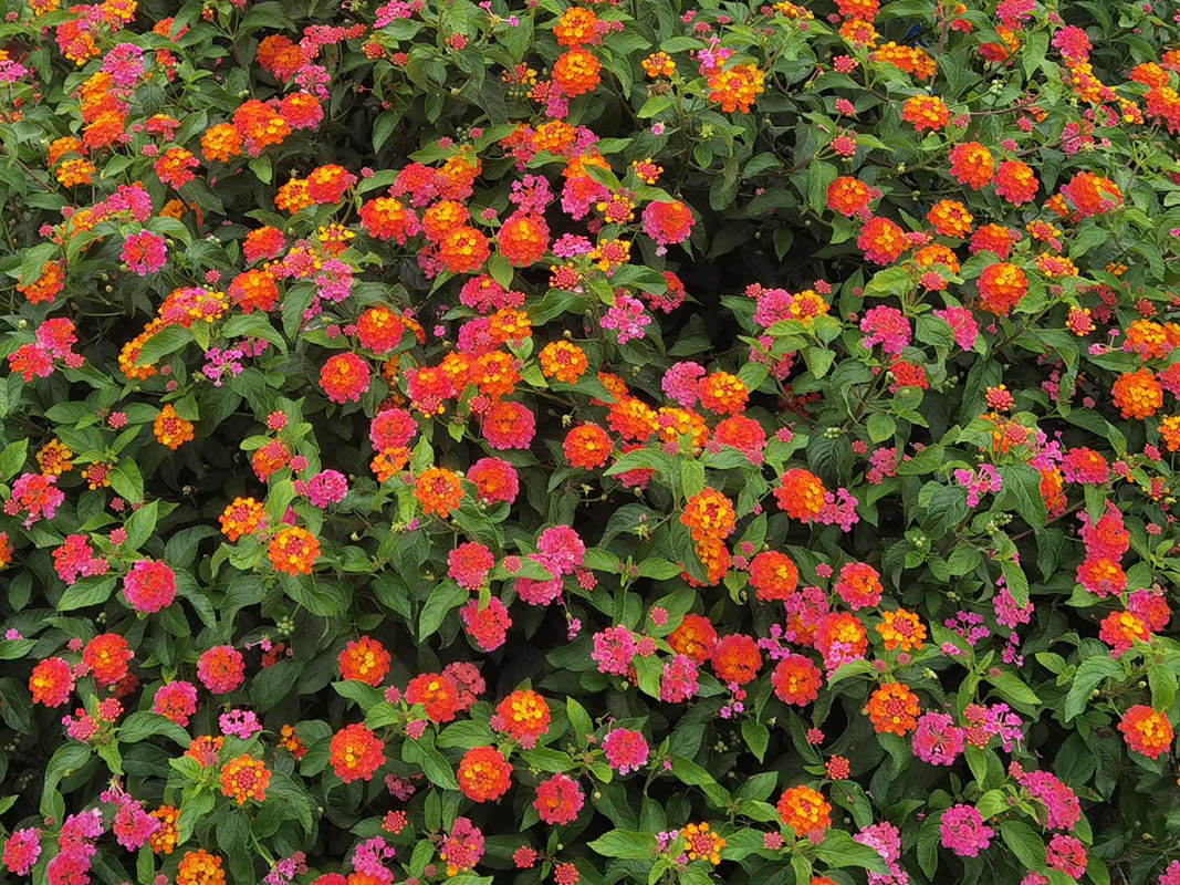 Lantana camara
